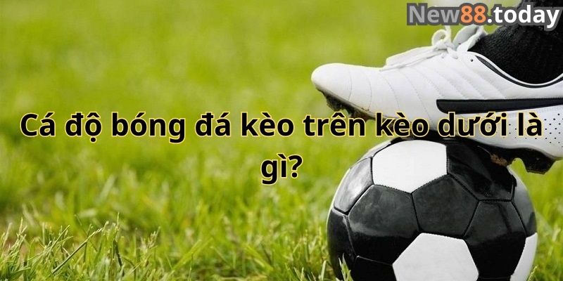 Cá độ bóng đá kèo trên kèo dưới là gì? Cá độ bóng đá kèo trên kèo dưới là gì?